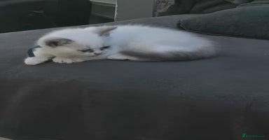 British Shorthair cats - Advert 1