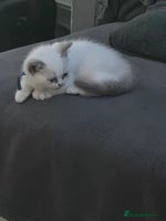 British Shorthair cats - Advert 3