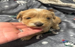 Maltipoo dogs for sale: Maltipoo puppies  - Image 1