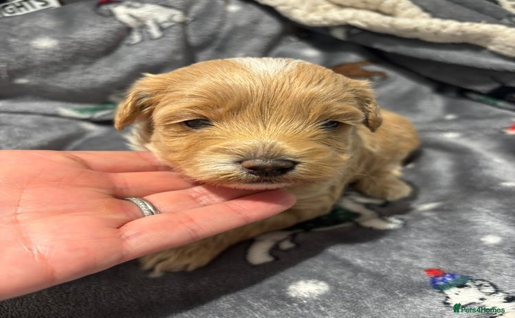 Maltipoo dogs - Advert 1