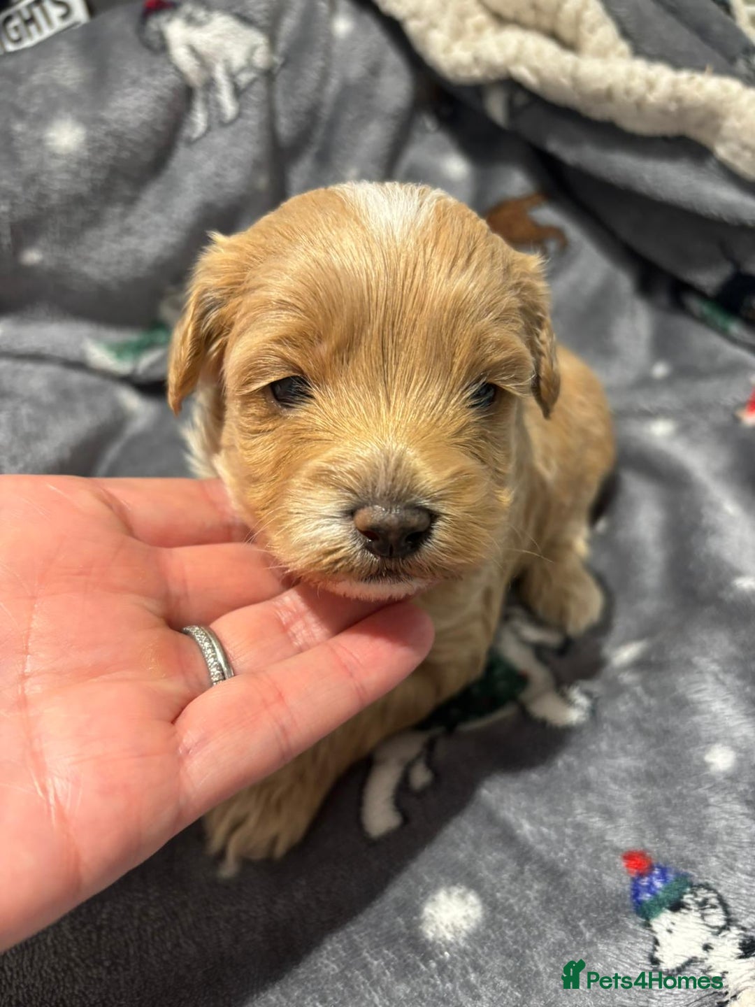 Maltipoo dogs for sale: Maltipoo puppies  - Image 1