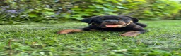Rottweiler dogs for sale: Male Rottweiler  in Bishop Auckland - Advert 4