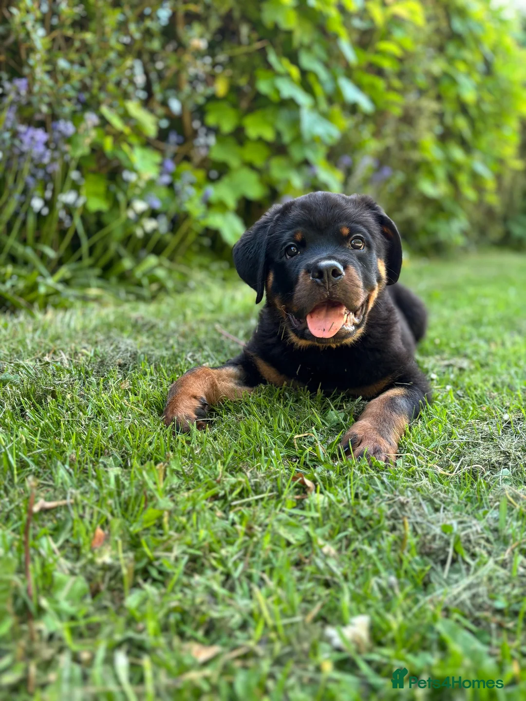 Rottweiler dogs for sale: Male Rottweiler  in Bishop Auckland - Advert 4