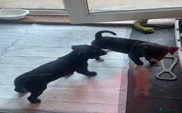 Mixed Breed dogs for sale: Aussie shepherd/staffy - Advert 34