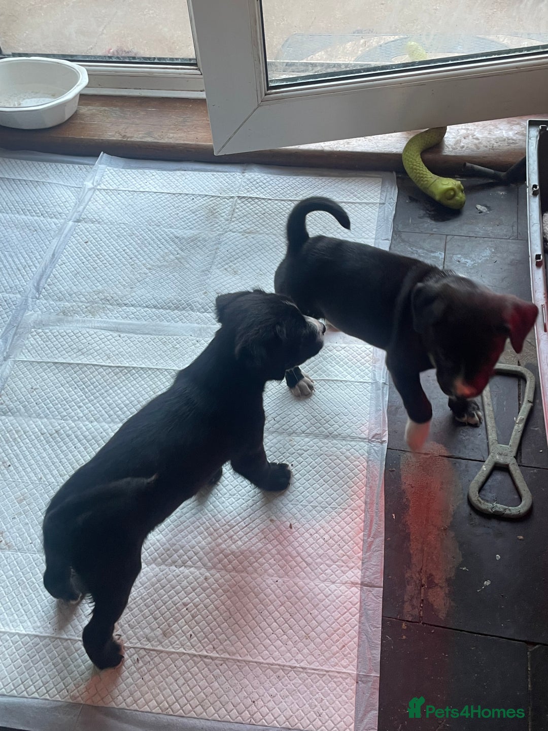 Mixed Breed dogs for sale: Aussie shepherd/staffy - Advert 34