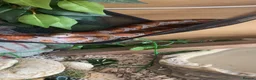 Corn Snake reptiles for sale: Corn snake with full set up in Eastbourne - Advert 4