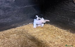 Border Collie dogs for sale: Border Collie Puppies  - Image 6