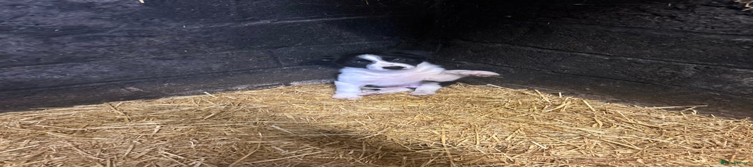 Border Collie Puppy 6