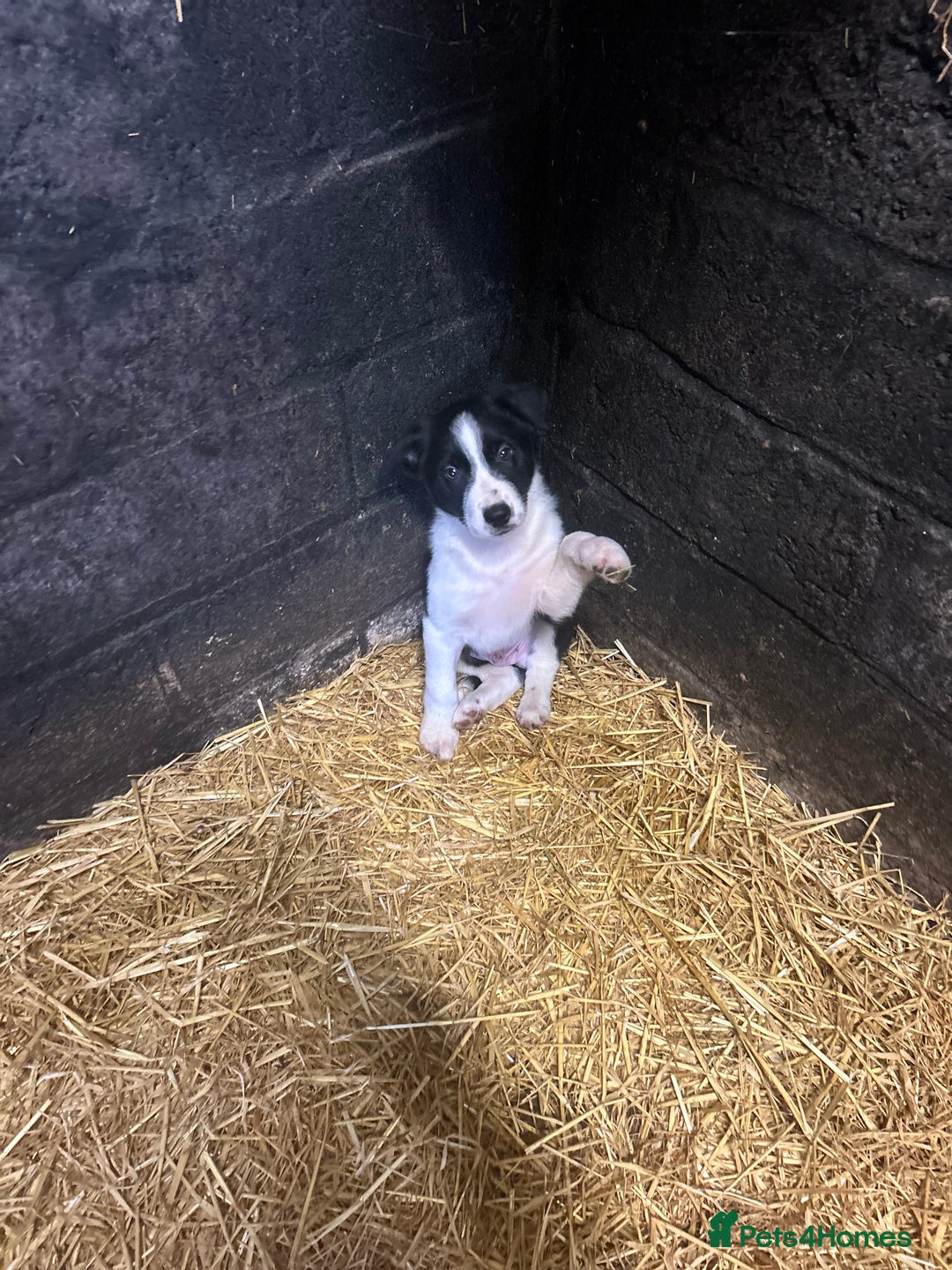Border Collie dogs for sale: Border Collie Puppies  - Image 6