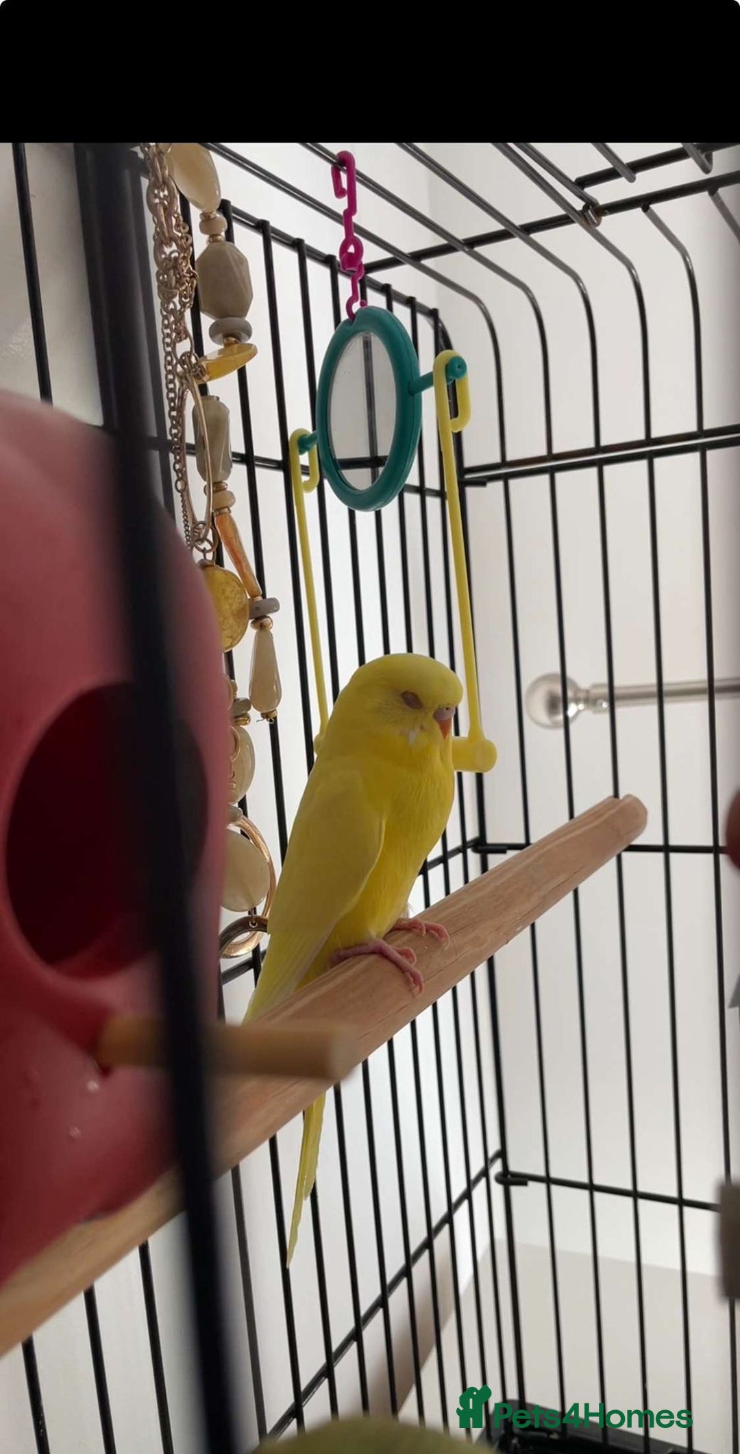 Budgerigars birds for sale: Budgies Birds - Image 3