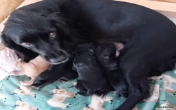Cocker Spaniel dogs for sale: KC REGISTERED WORKING COCKER SPANIELS  - Image 8