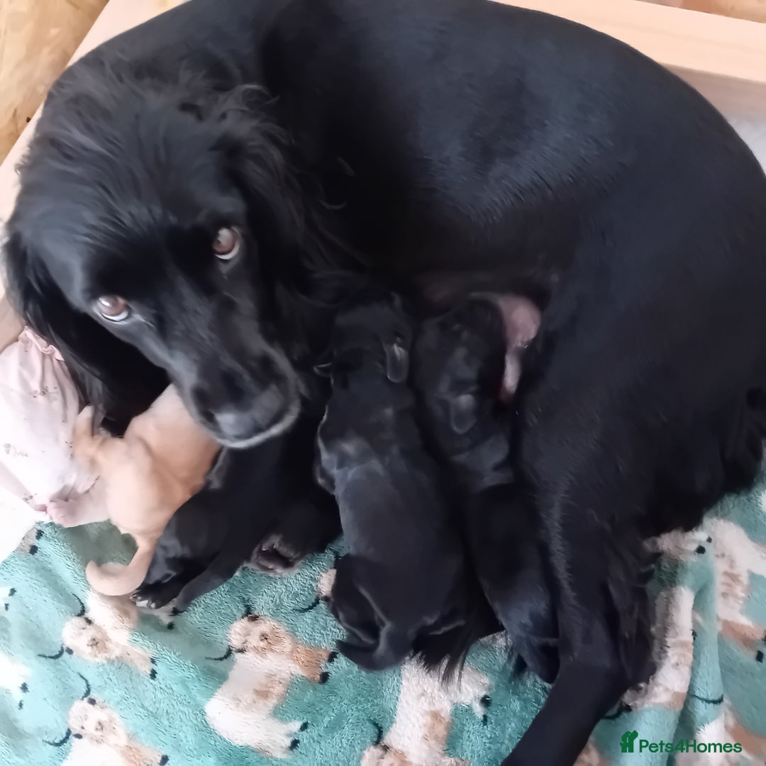 Cocker Spaniel dogs for sale: KC REGISTERED WORKING COCKER SPANIELS  - Image 8