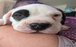 American Bulldog dogs for sale: Johnson American bulldog pups (ready to leave)  - Image 18