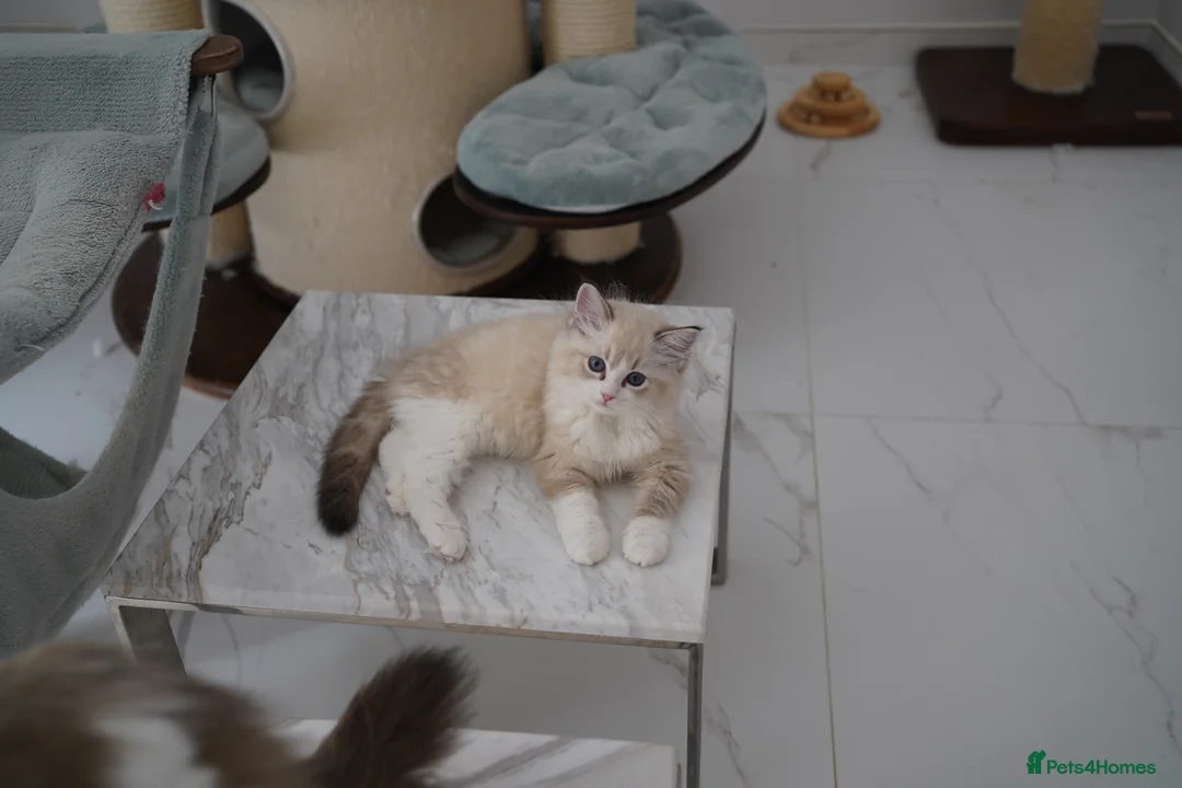 Ragdoll cats for sale: TICA registered kittens - Advert 18
