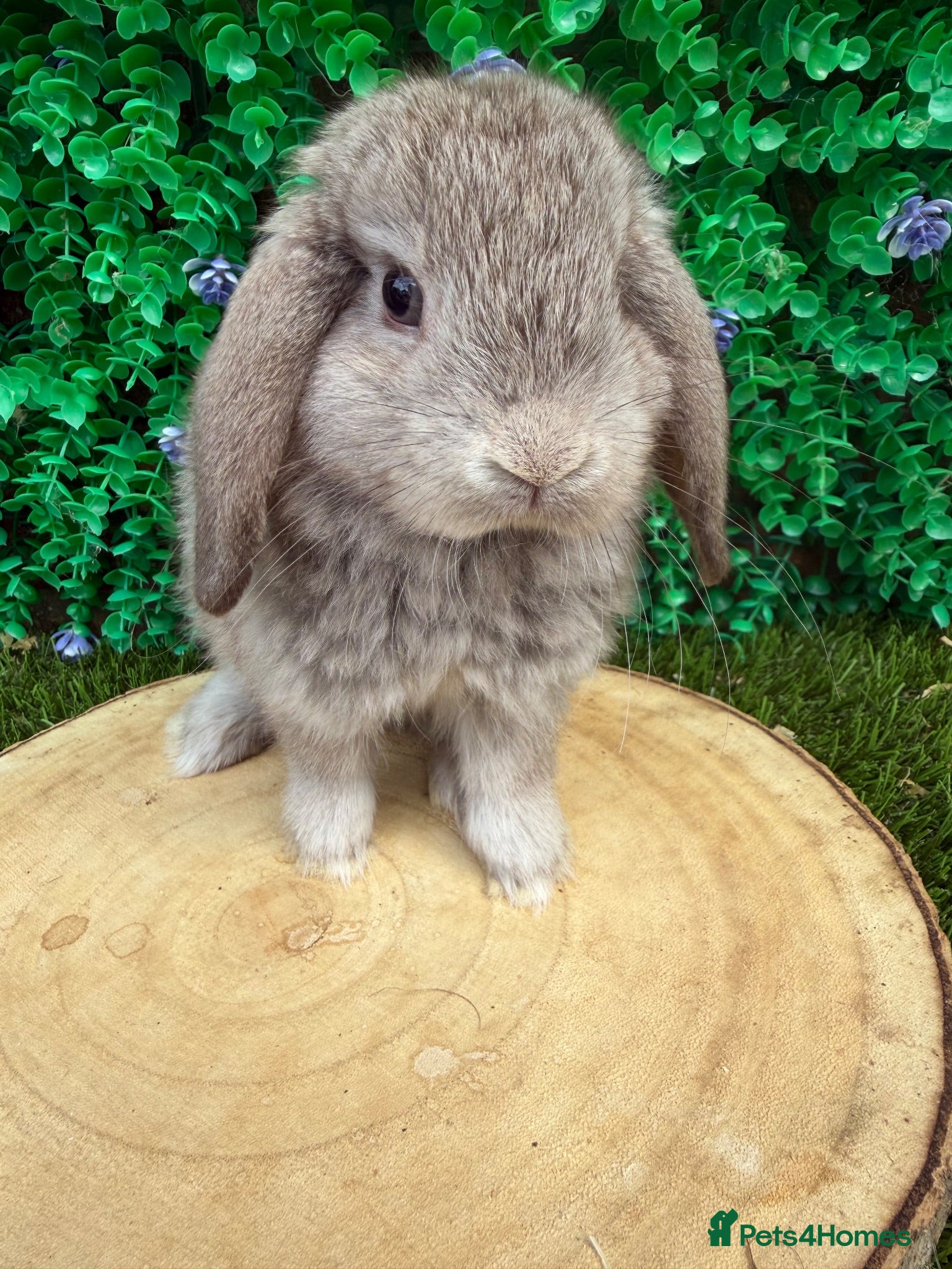 Mini Lop rabbits 🥰😍Stunning purebred mini lops  - Advert 8