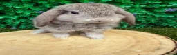 Mini Lop rabbits for sale: 🥰😍Stunning purebred mini lops ready now 🥰😍 - Advert 1