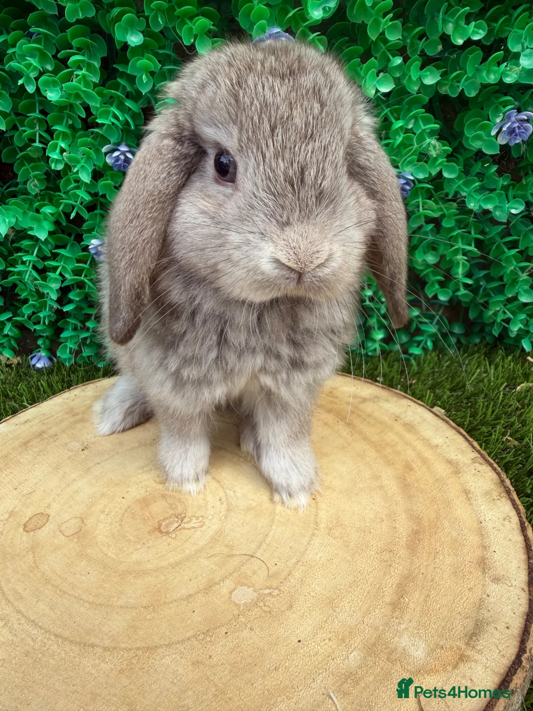 Mini Lop rabbits for sale: 🥰😍Stunning purebred mini lops ready now 🥰😍 - Advert 1