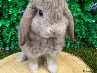 Mini Lop rabbits 🥰😍Stunning purebred mini lops ready now 🥰😍 - Advert 1