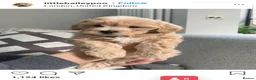 Maltipoo dogs for sale: Apricot Toy Maltipoos from KC health tested champ  - Advert 15