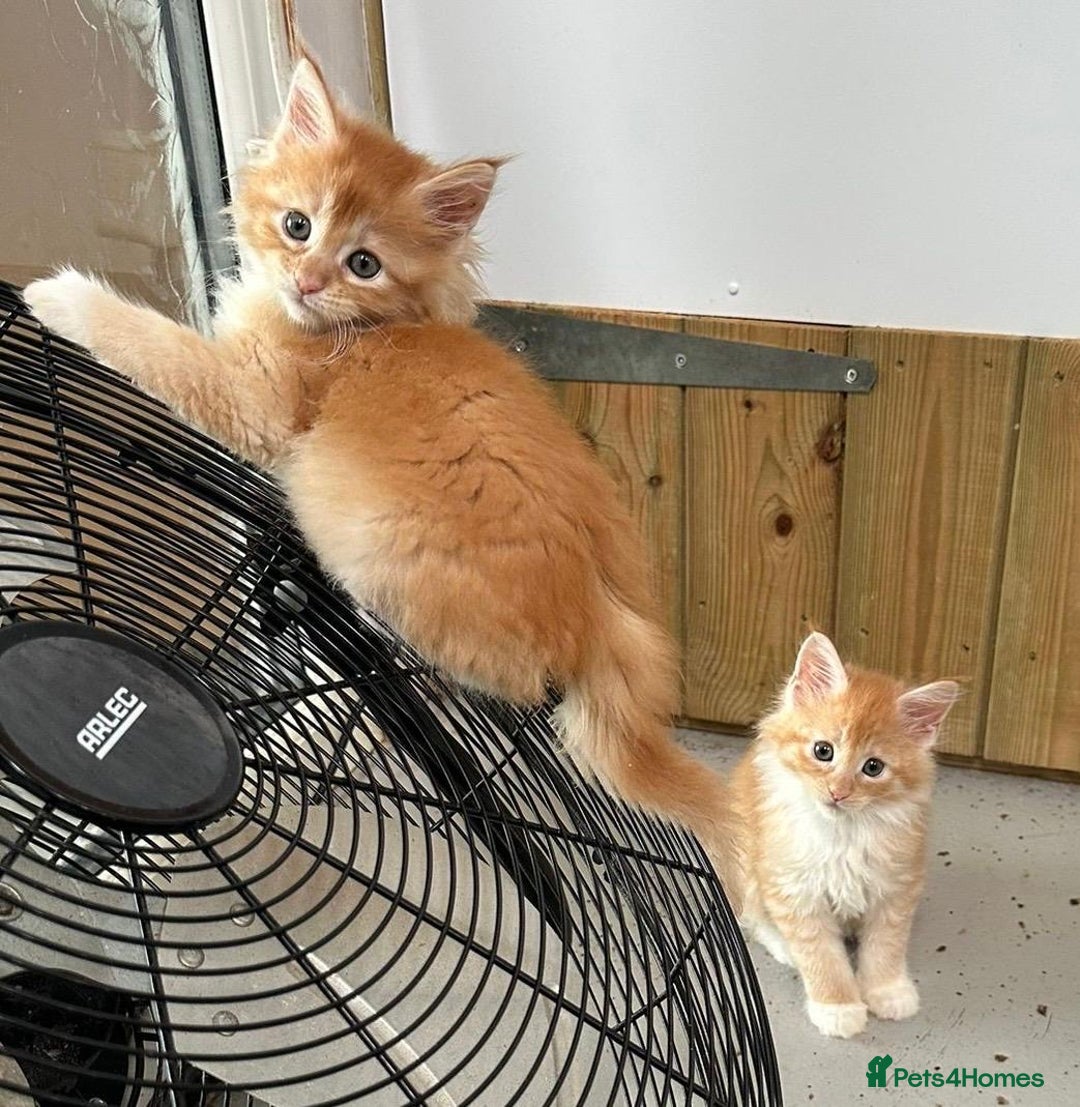 Maine Coon cats for sale: Red Maine coon female kittens, TICA reg - Image 20