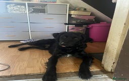 Mixed Breed dogs for sale: Elegant Espresso ☕ - Image 10