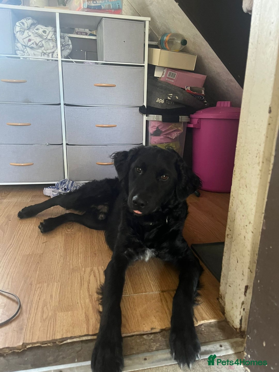 Mixed Breed dogs for sale: Elegant Espresso ☕ - Image 10