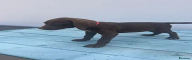 German Shorthaired Pointer 8