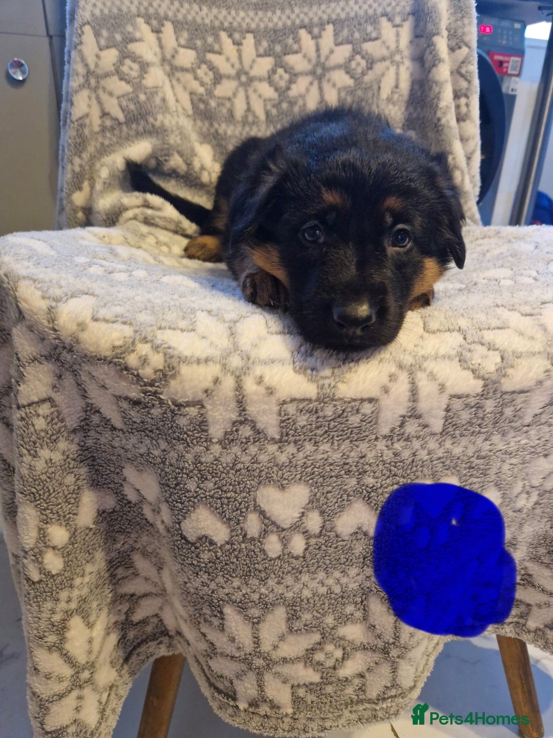 German Shepherd dogs for sale: 5 weeks German shepherd puppies  - Advert 12