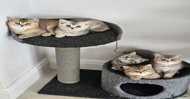 British Shorthair cats - Advert 13