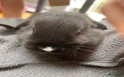 Mini Lop rabbits for sale: Two mini lops for sale - Image 3