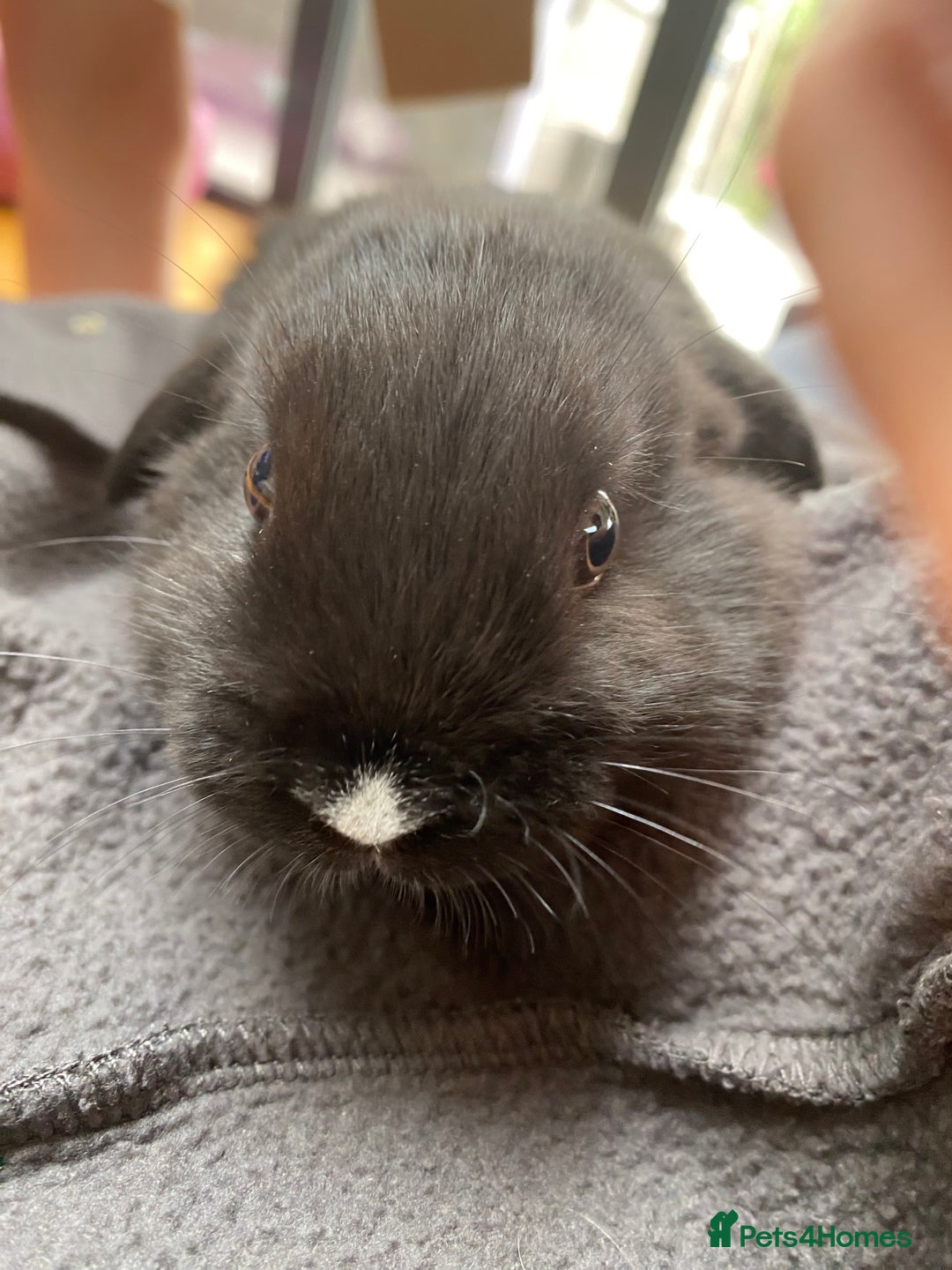 Mini Lop rabbits for sale: Two mini lops for sale - Image 3