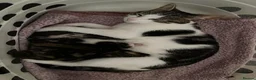 Mixed Breed cats for sale: Four beautiful kittens ready now  - Advert 12
