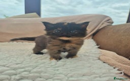 Mixed Breed cats for sale: Super friendly, fluffy kittens! 😻 - Image 30
