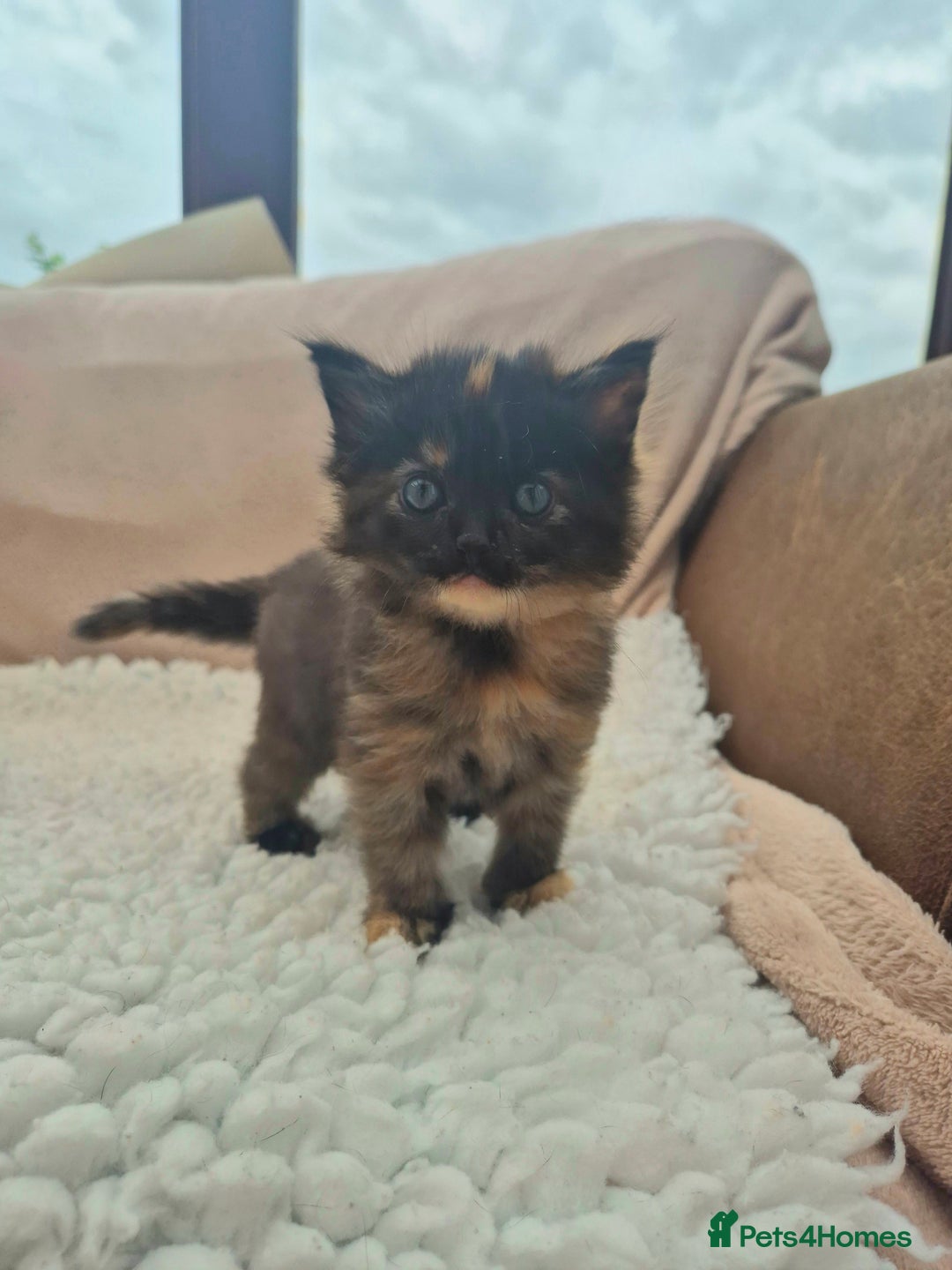 Mixed Breed cats for sale: Super friendly, fluffy kittens! 😻 - Image 30