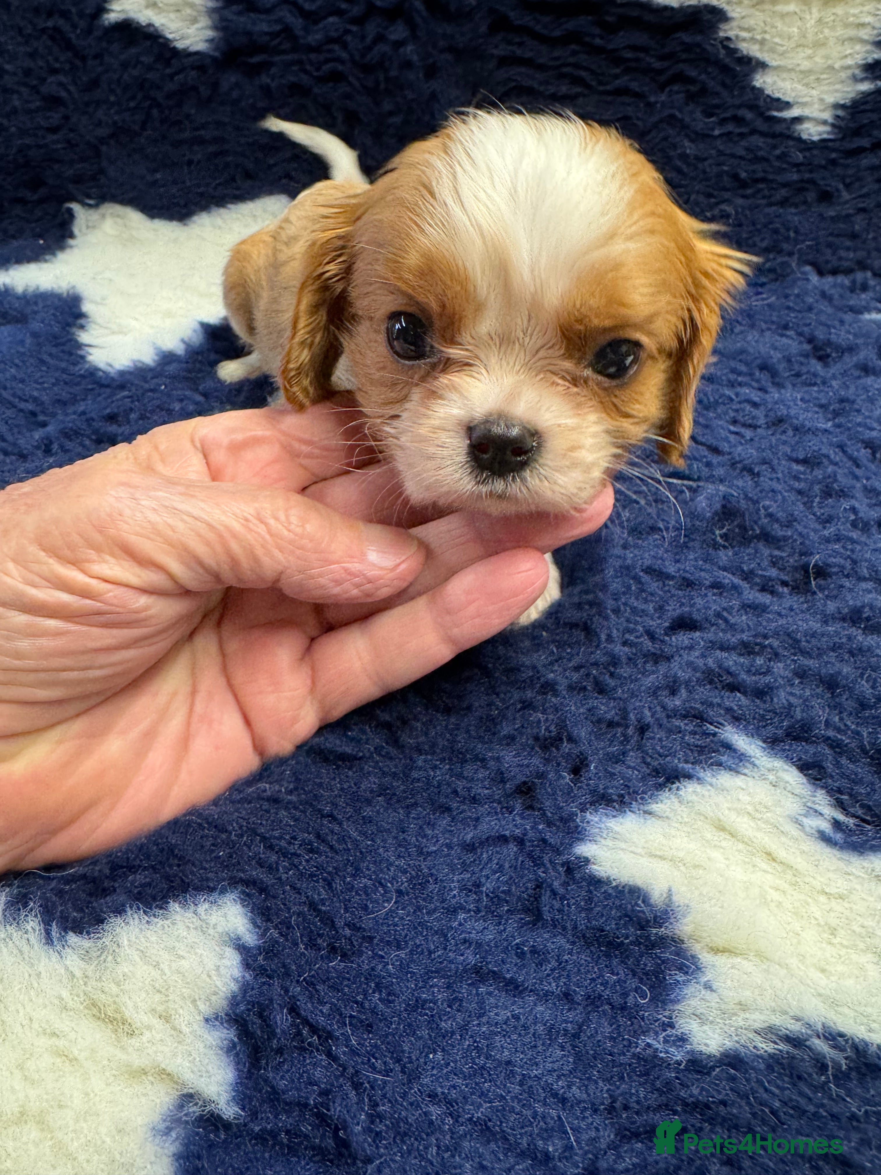 Cavalier King Charles Spaniel dogs Cavalier King Charles puppies  - Advert 2