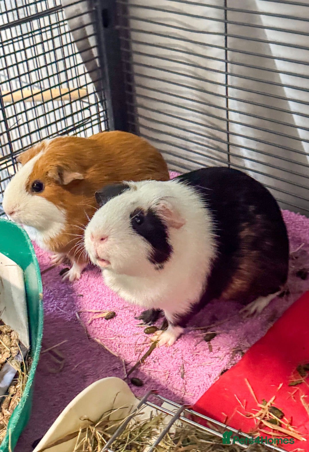 Guinea Pig rodents Gorgeous Guinea Pigs Looking For New Homes - Advert 2
