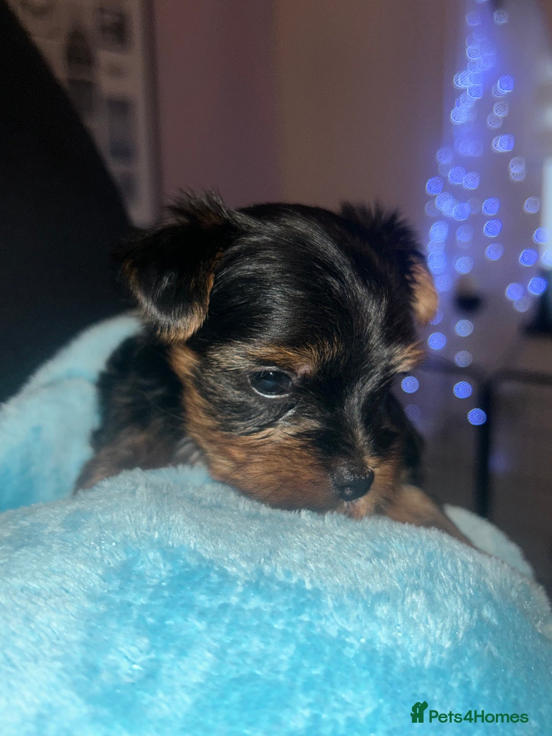Yorkshire Terrier dogs for sale: Stunning Yorkshire Terriers Puppies  - Advert 4