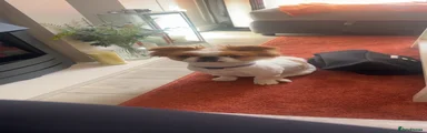 Chihuahua 