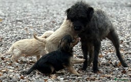 Mixed Breed dogs for sale: Lakeypoos Ready Now  - Image 11