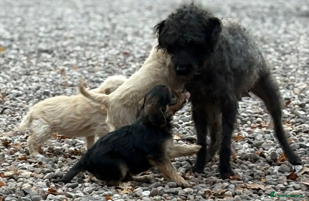 Mixed Breed dogs for sale: Lakeypoos Ready Now  - Image 11