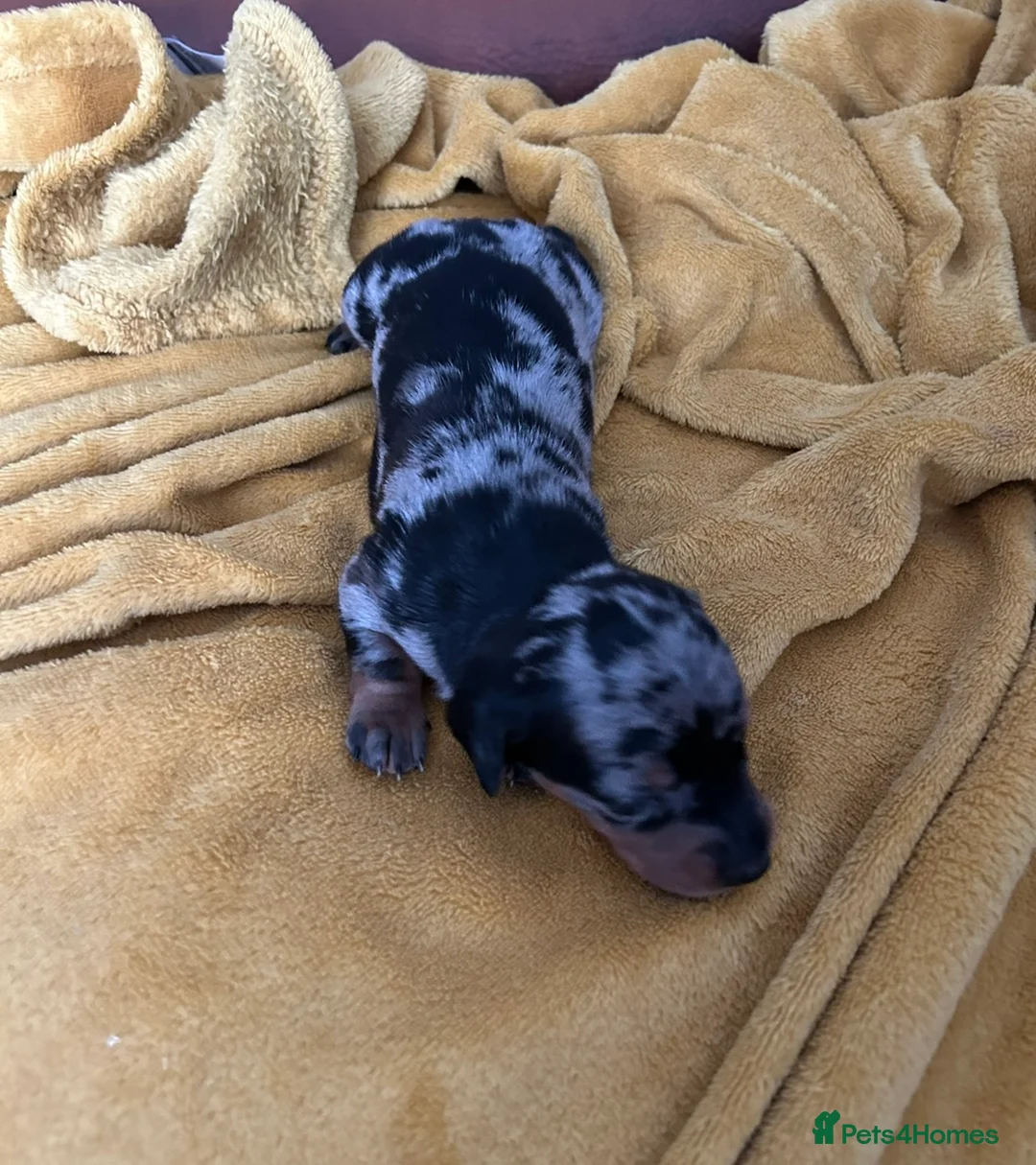 Miniature Dachshund dogs for sale: Stunning silver dapple miniature dachshund pups - Advert 4