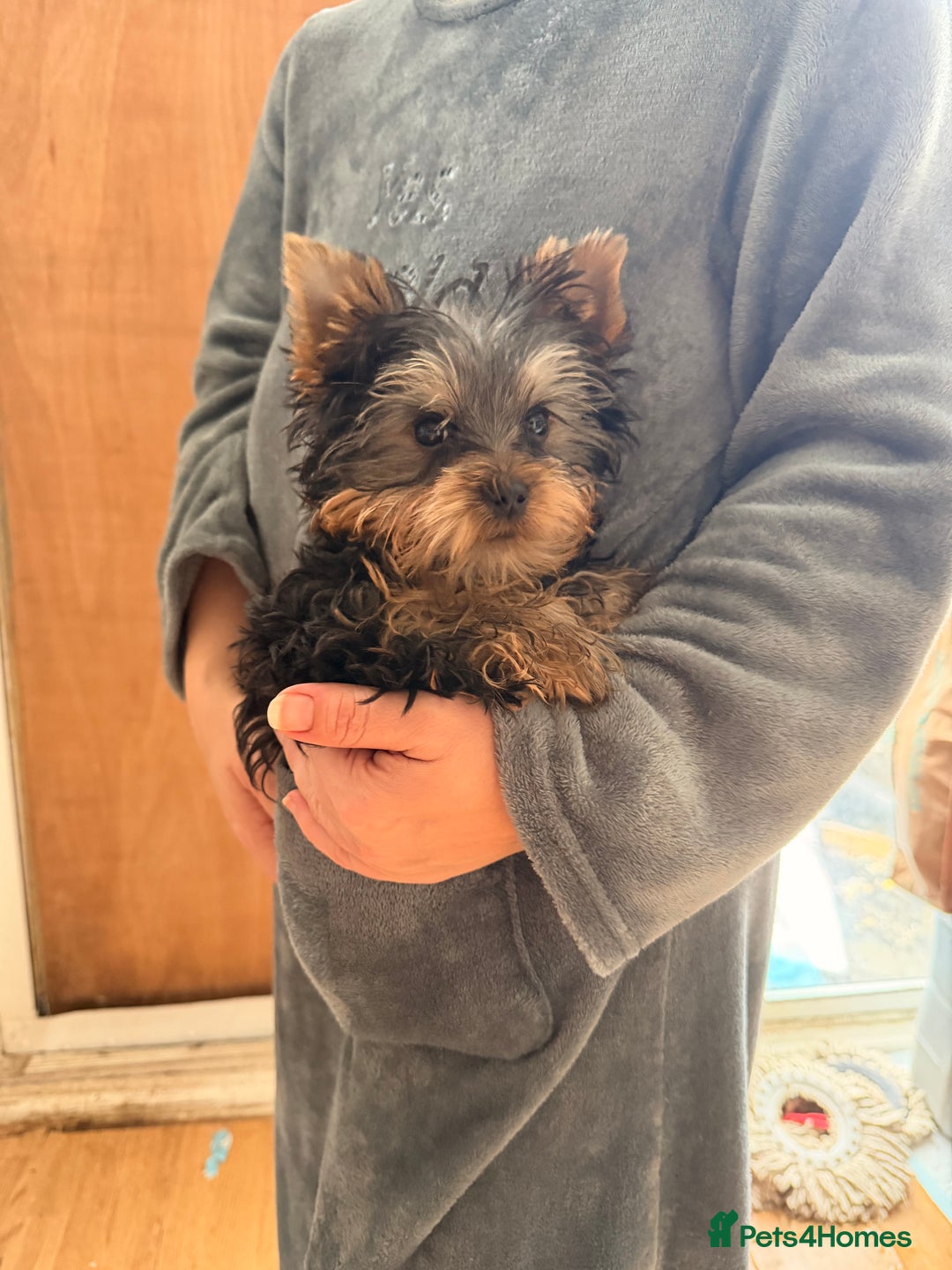 Yorkshire Terrier dogs for sale: Yorkshire terrier puppy - Advert 7