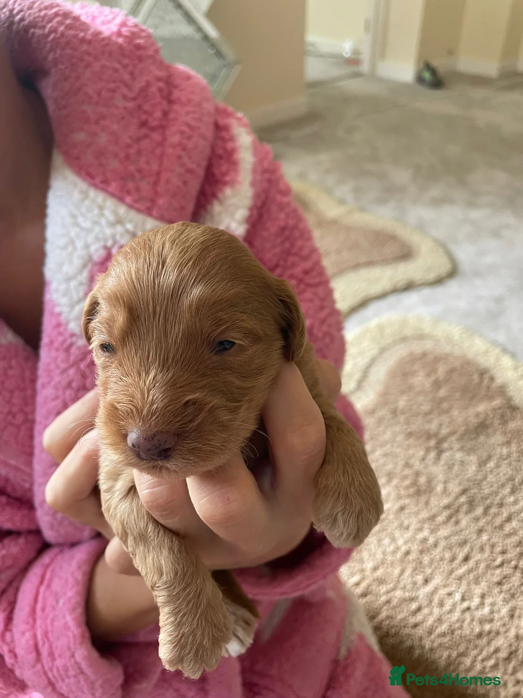 Cockapoo dogs for sale: 🐶 Adorable F1 Cockapoo Puppies for Sale! 🐶 - Advert 12