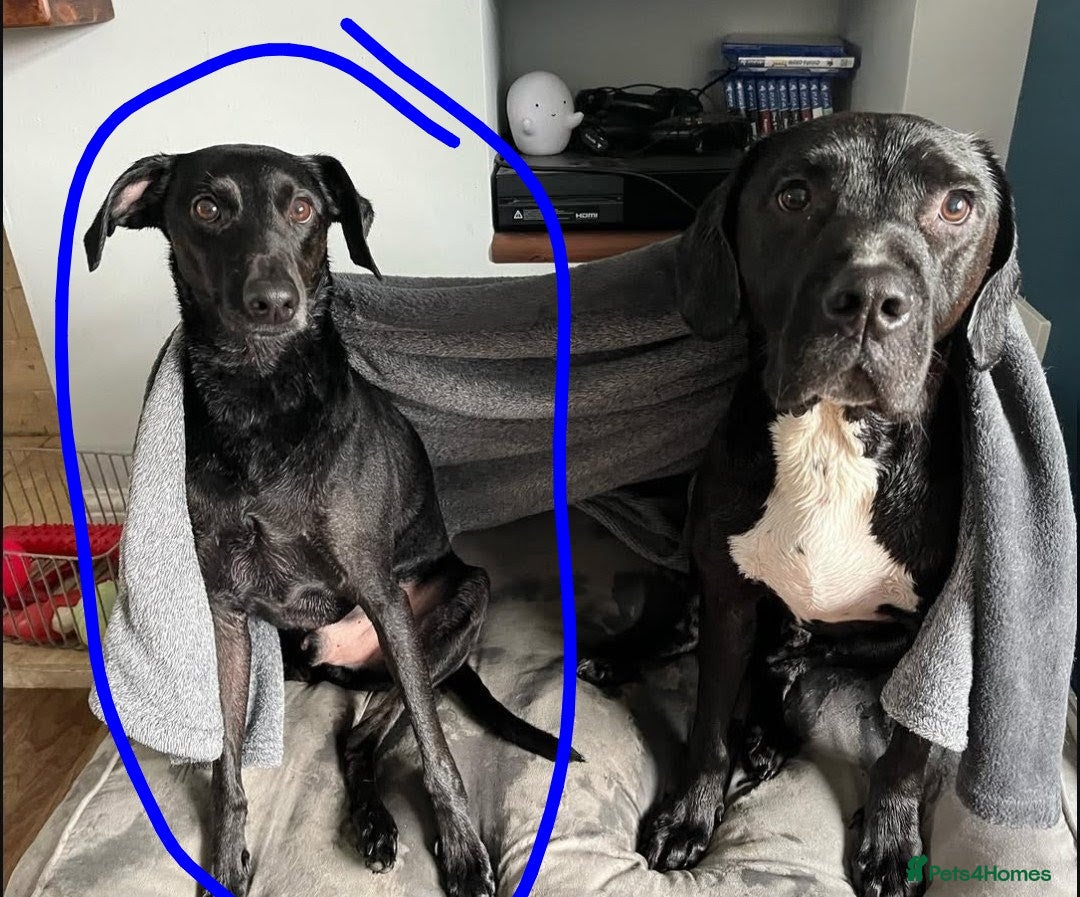 Mixed Breed dogs for sale: Pickle, FREE, male, Whippet-Spaniel, 7 years old - Advert 5