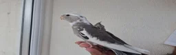 Cockatiels birds for sale: Super silly hand tamed baby cockatiels for sale  - Advert 9