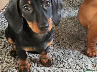 Miniature Dachshund dogs Mini dachshund’s beautiful, girls and boys - Advert 4
