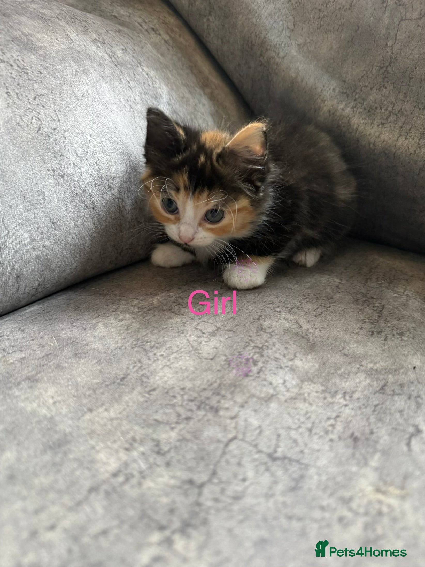 Mixed Breed cats Calaco girl black boy left - Advert 17