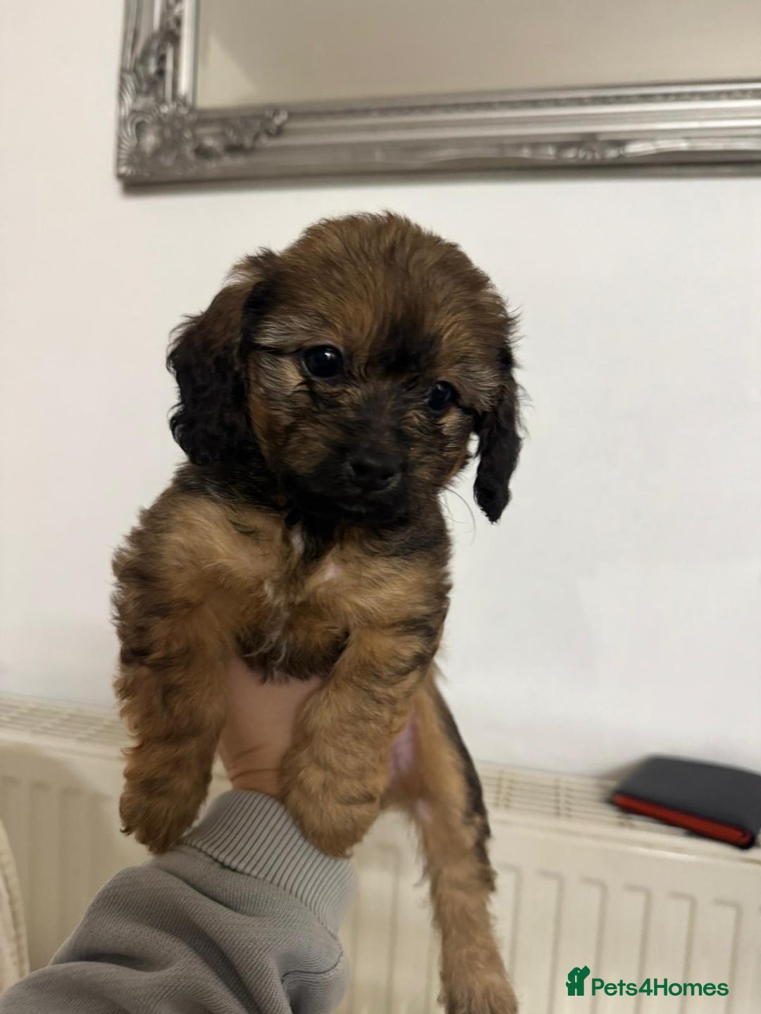 Mixed Breed dogs for sale: 6 Beautiful Daxichons - Advert 20