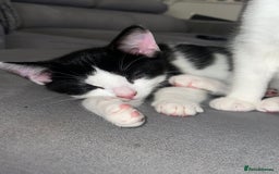 Mixed Breed cats for sale: 🚨😍BEAUTIFUL MALE KITTENS FOR SALE 🚨🥰 - Image 9