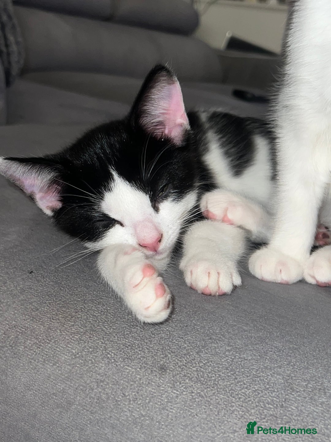Mixed Breed cats for sale: 🚨😍BEAUTIFUL MALE KITTENS FOR SALE 🚨🥰 - Image 9